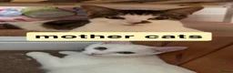Mixed Breed cats for sale: kittens for sale  - Advert 2