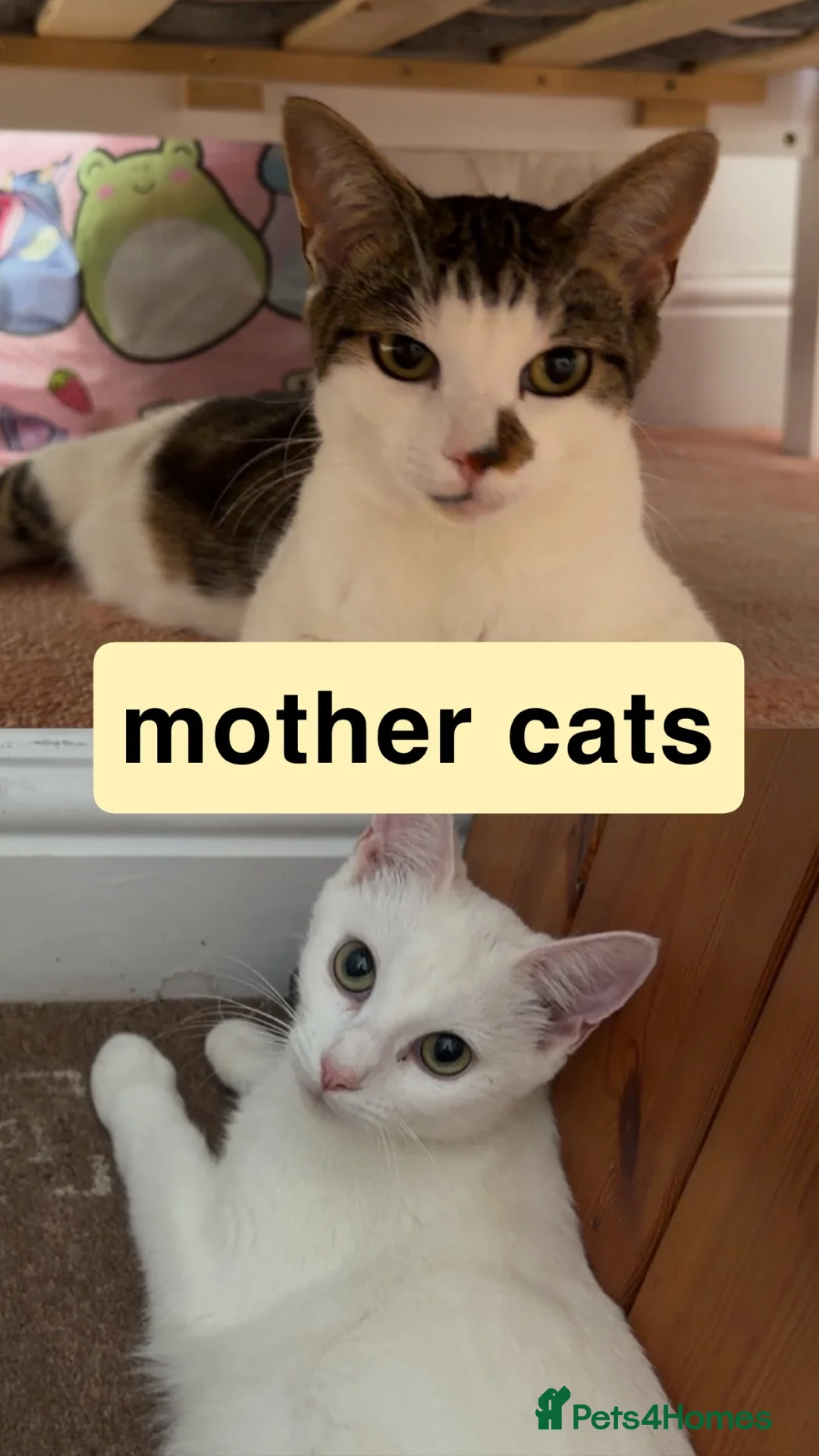 Mixed Breed cats for sale: kittens for sale  - Advert 2