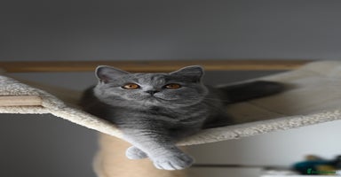 British Shorthair cats - Advert 5