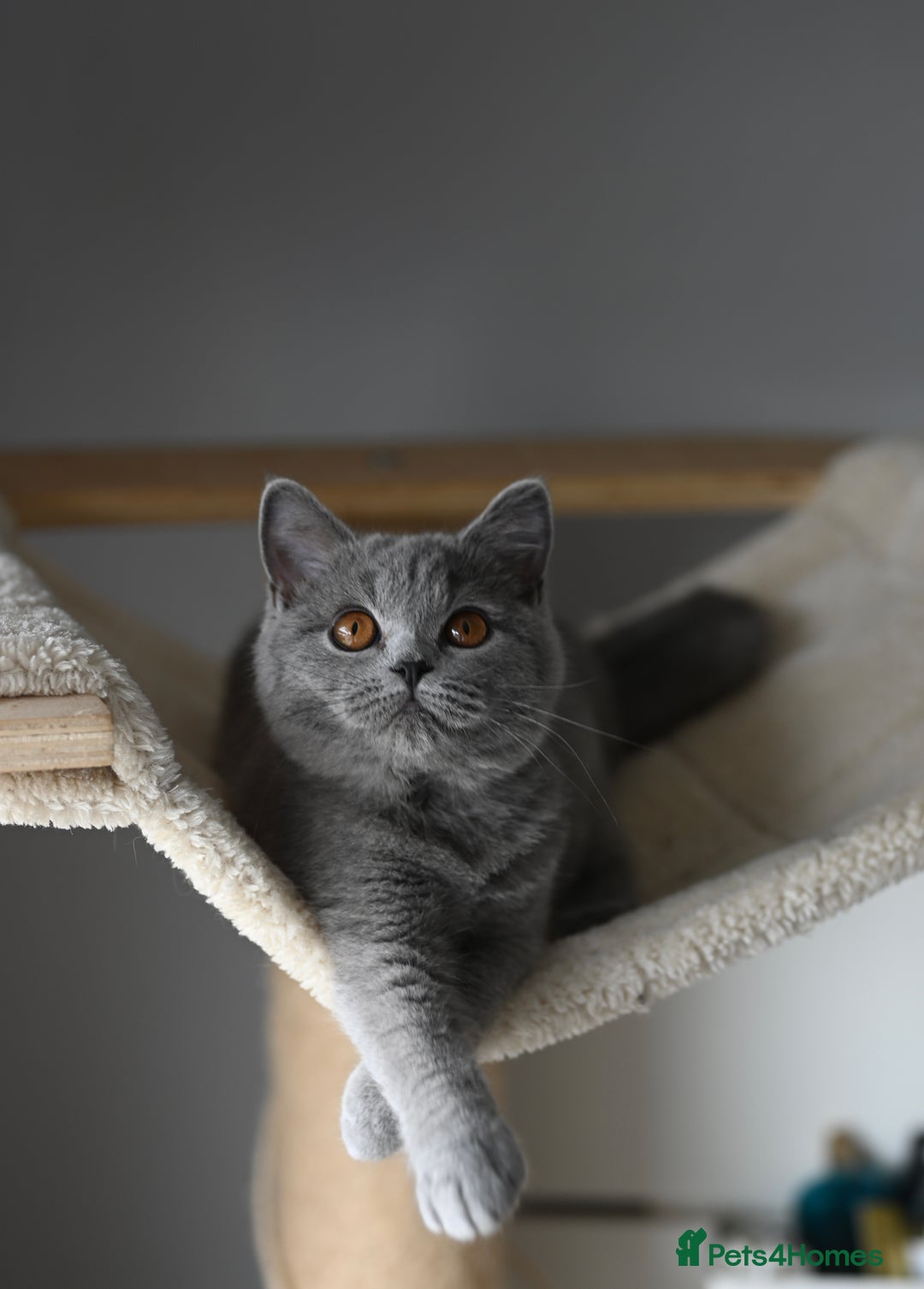 British Shorthair cats for sale: GCCF reg kittens looking for loving homes  - Image 2