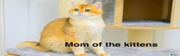 British Shorthair cats for sale: BSH Golden kittens Ecx show quality, Tica reg  - Advert 4
