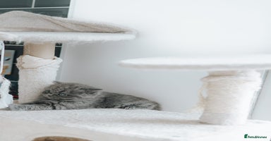 British Shorthair cats - Advert 3