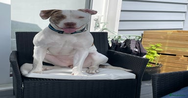 American Bulldog dogs - Advert 3