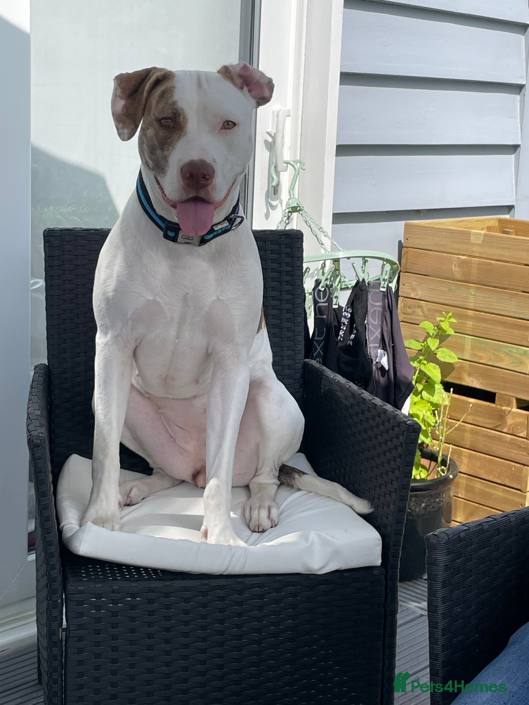 American Bulldog dogs for sale: Looking for an active home - Image 2