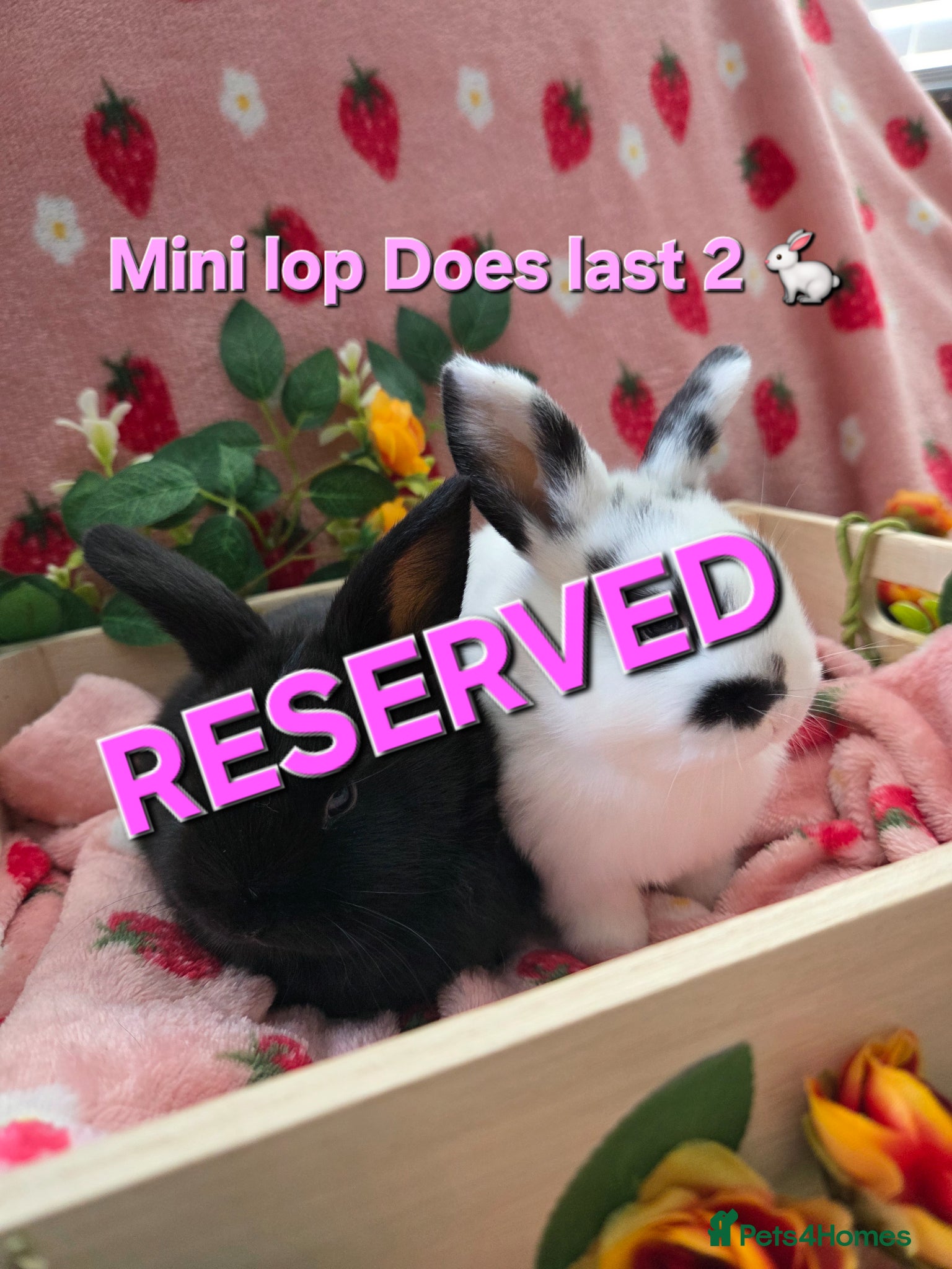 Mini Lop rabbits ☆8weeks old☆ chunky mini lop Does ☆ Last 2 left  - Advert 1