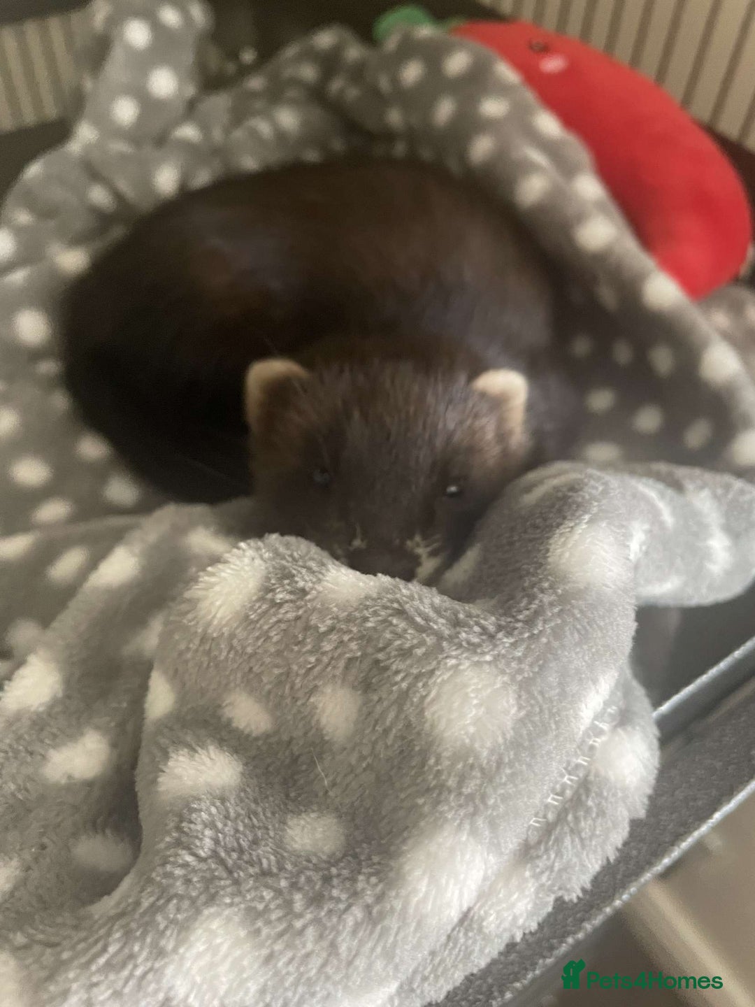 Ferret rodents for sale: Two female ferrets and cage + accessories - Image 5