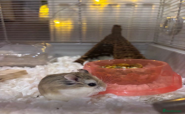 Hamster rodents - Advert 1