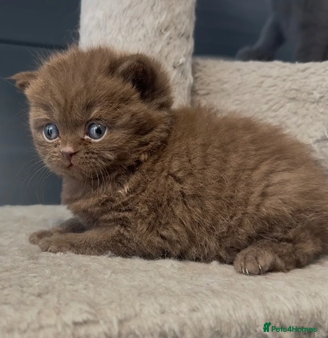 British Shorthair cats for sale:  Beautiful chunky cinnamon kitten boy available - Advert 7