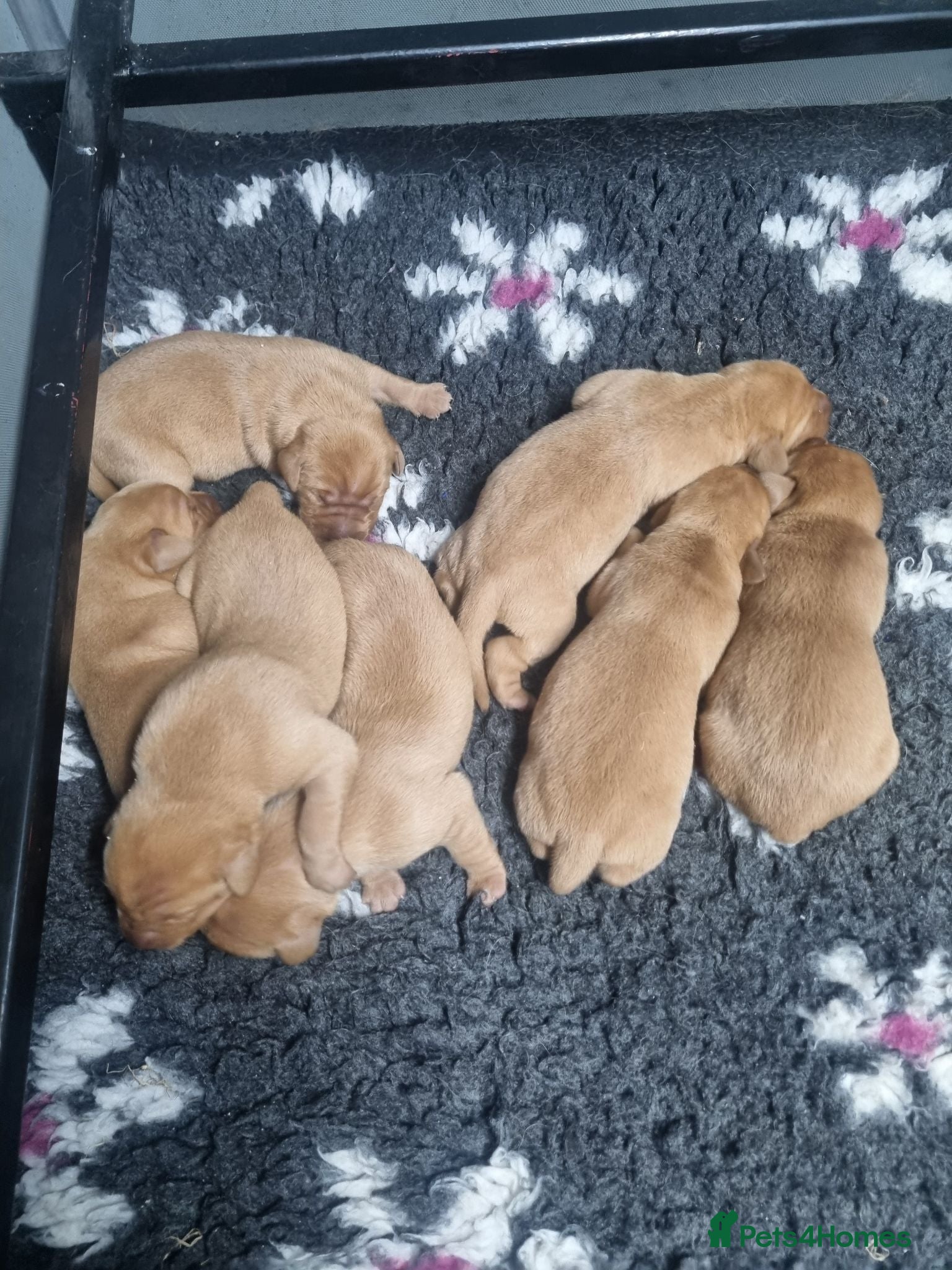 Labrador Retriever dogs KC Fox Red Labrador Puppies  - Advert 2