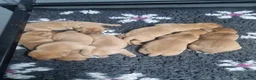 Labrador Retriever dogs for sale: KC Fox Red Labrador Puppies  - Advert 8
