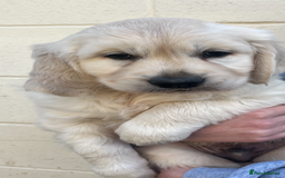 Golden Retriever dogs for sale: Golden retriever puppies🥰 - Image 3