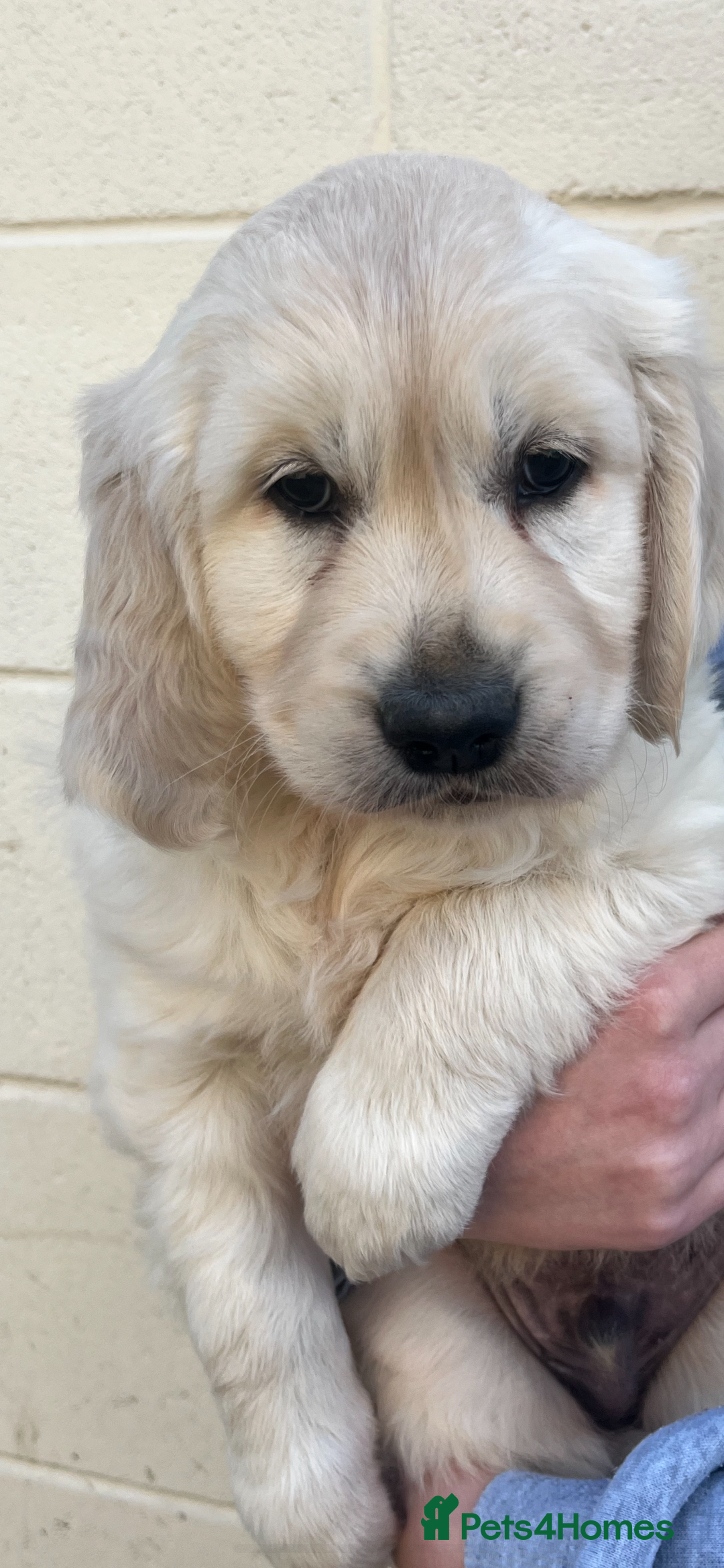 Golden Retriever dogs for sale: Golden retriever puppies🥰 - Image 3