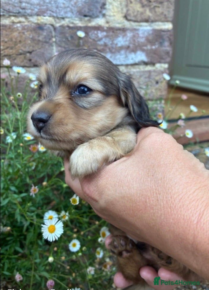 Miniature Dachshund dogs Shaded cream Mini Longhaired Dachshund  - Advert 16