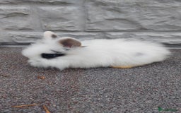 Lionhead rabbits for sale: Wonderful bunnies 07405173733  - Image 21