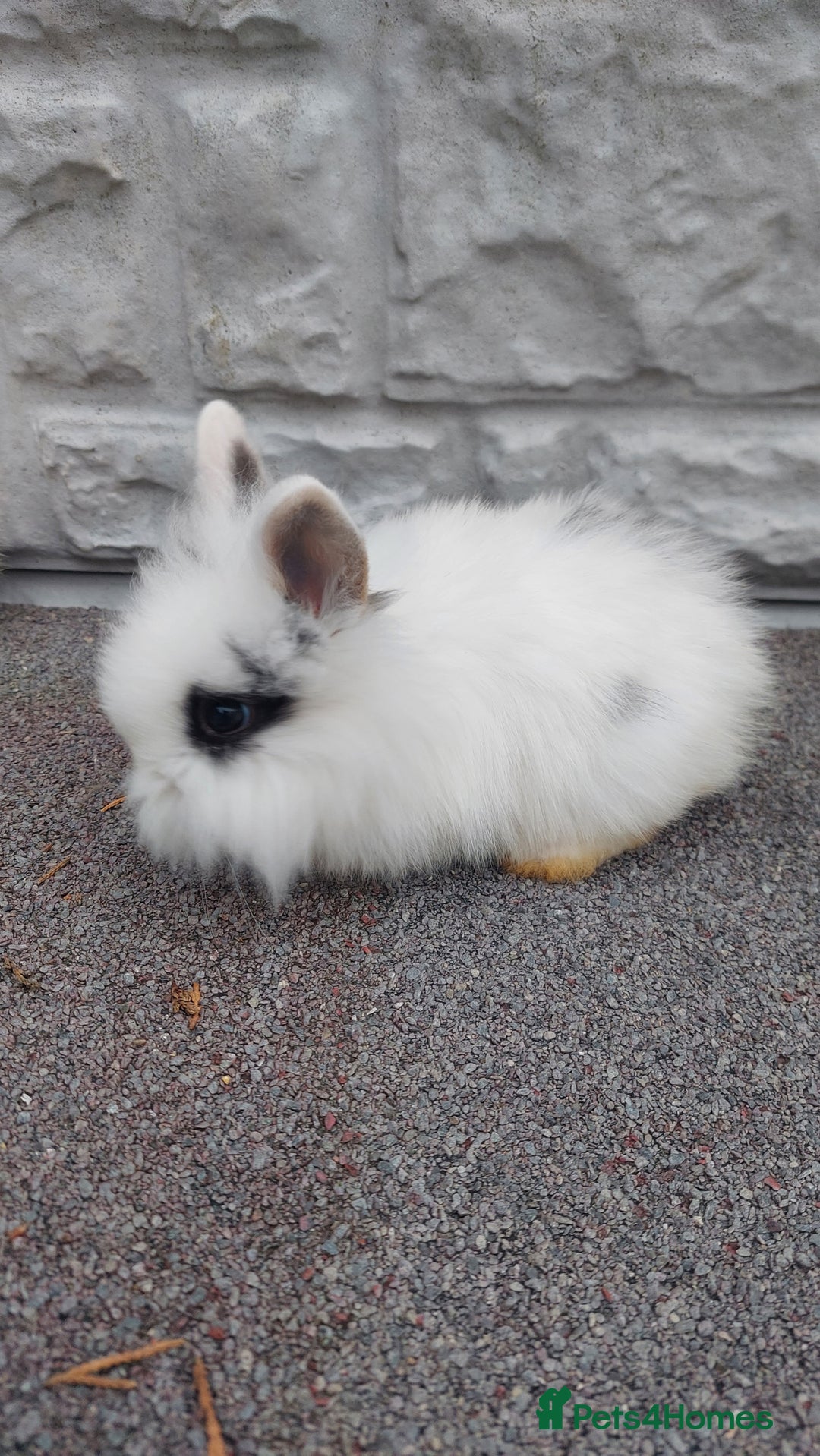 Lionhead rabbits for sale: Wonderful bunnies 07405173733  - Image 21