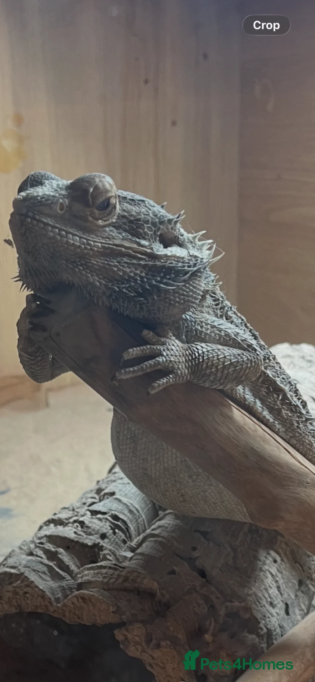 Bearded Dragon reptiles for sale: Bearded dragon  - Advert 2