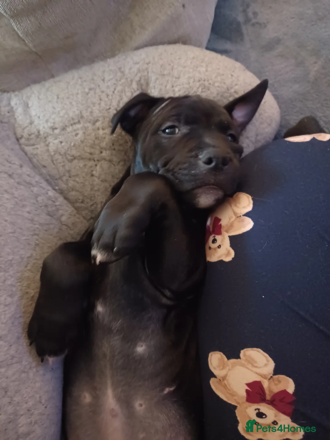 Staffordshire Bull Terrier dogs for sale: 10 week old puppy female staffy - Advert 3