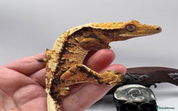 Gecko reptiles for sale: 2 quality crested gecko males  - Image 2