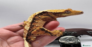 Gecko reptiles - Advert 7
