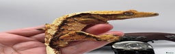Gecko reptiles for sale: 2 quality crested gecko males  - Advert 2