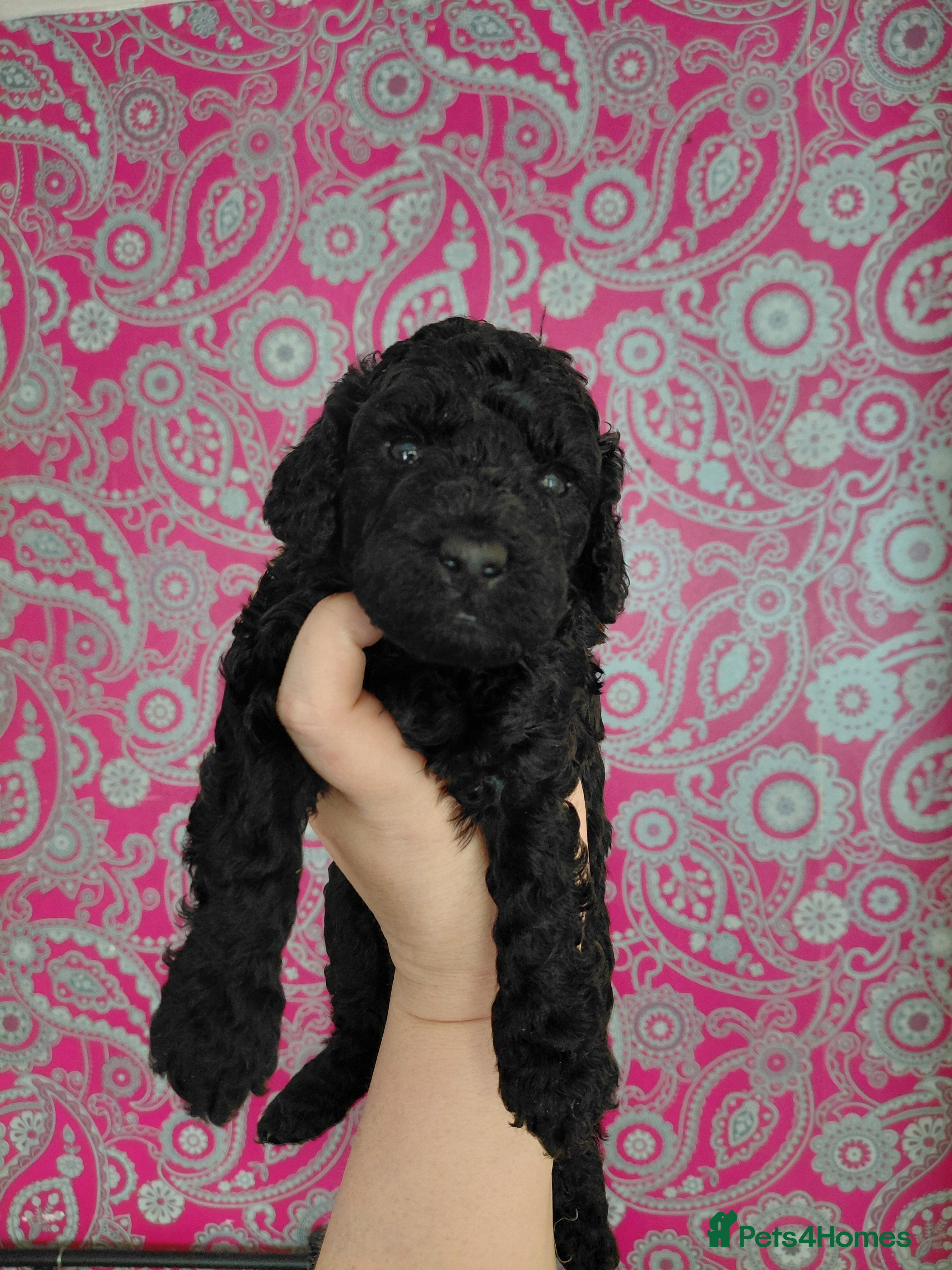 Cockapoo dogs 5* F2B Merle Cockapoo Puppies 🐶  - Advert 2