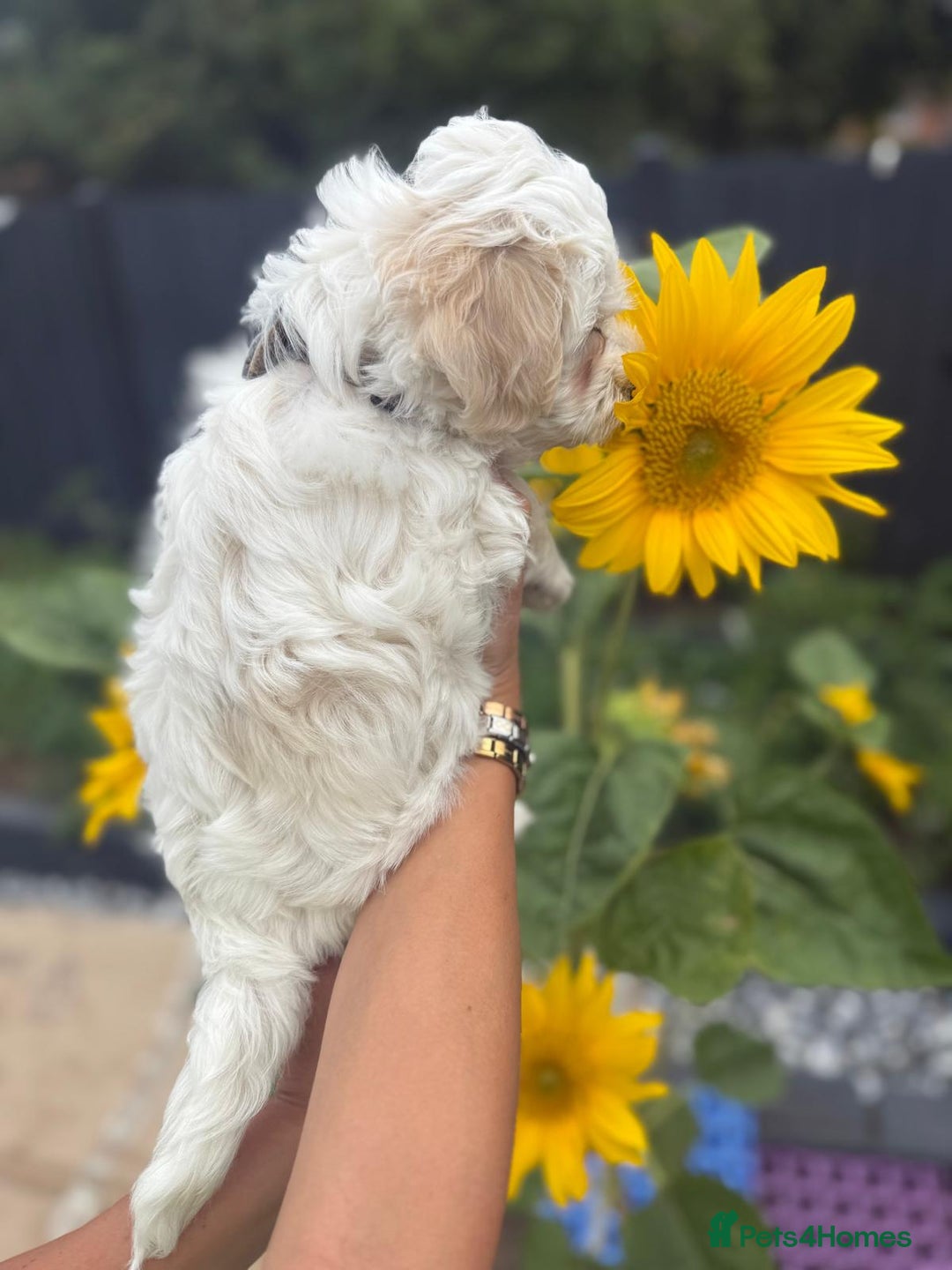 Maltipoo dogs for sale: Beautifull Maltipoo Last Boy left healthy check  - Image 11