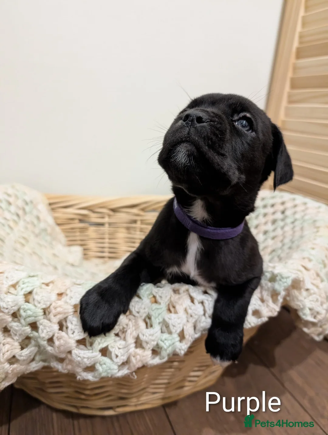 Cane Corso dogs for sale: ⚡Cane Corso puppies ⚡ - Advert 2