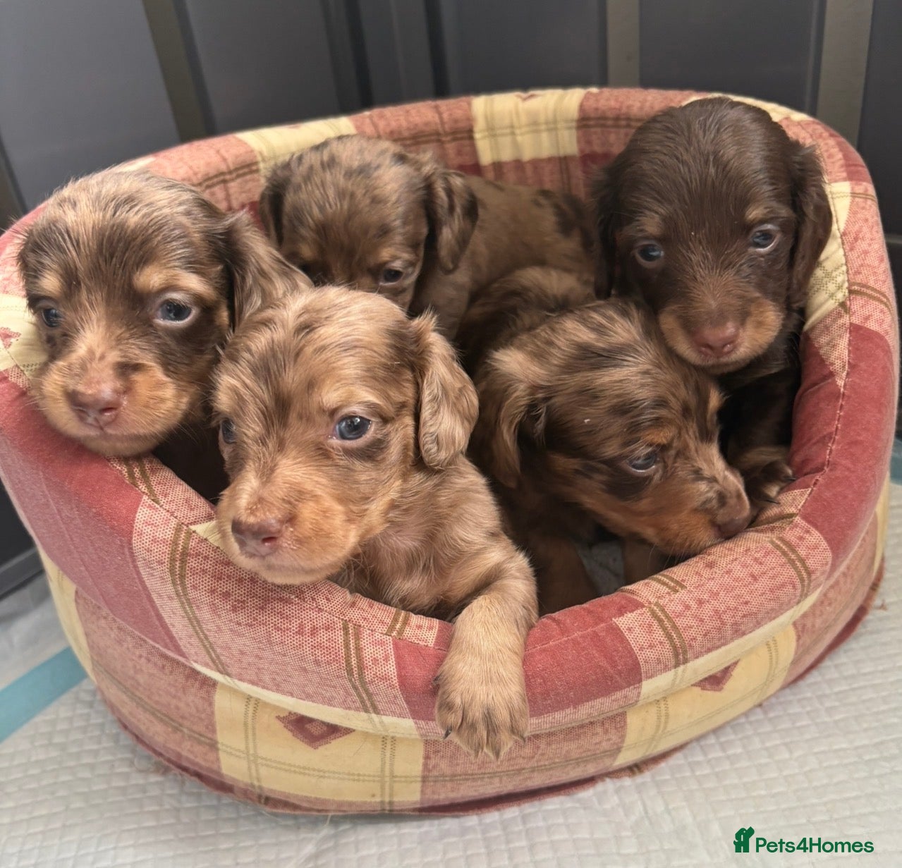 Miniature Dachshund dogs Beautiful long hair miniature dachshund pups - Advert 14