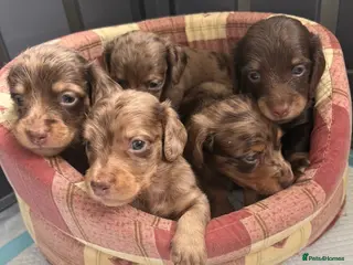 Miniature Dachshund dogs Beautiful long hair miniature dachshund pups - Advert 14