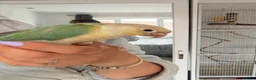 Conures birds for sale: Green cheek Conure - hand reared - Advert 2