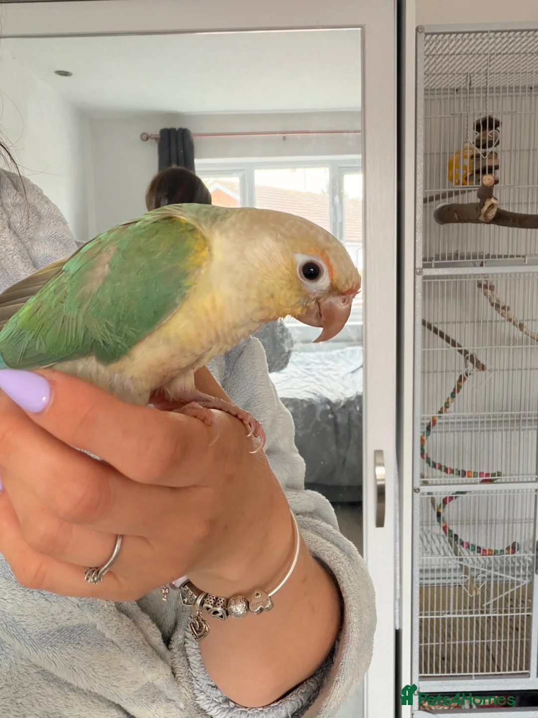 Conures birds for sale: Green cheek Conure - hand reared - Advert 2