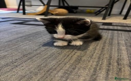 British Longhair cats for sale: Three adorable kittens  - Image 7