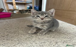 Mixed Breed cats for sale: 4 beautiful and very friendly kittens - Image 6