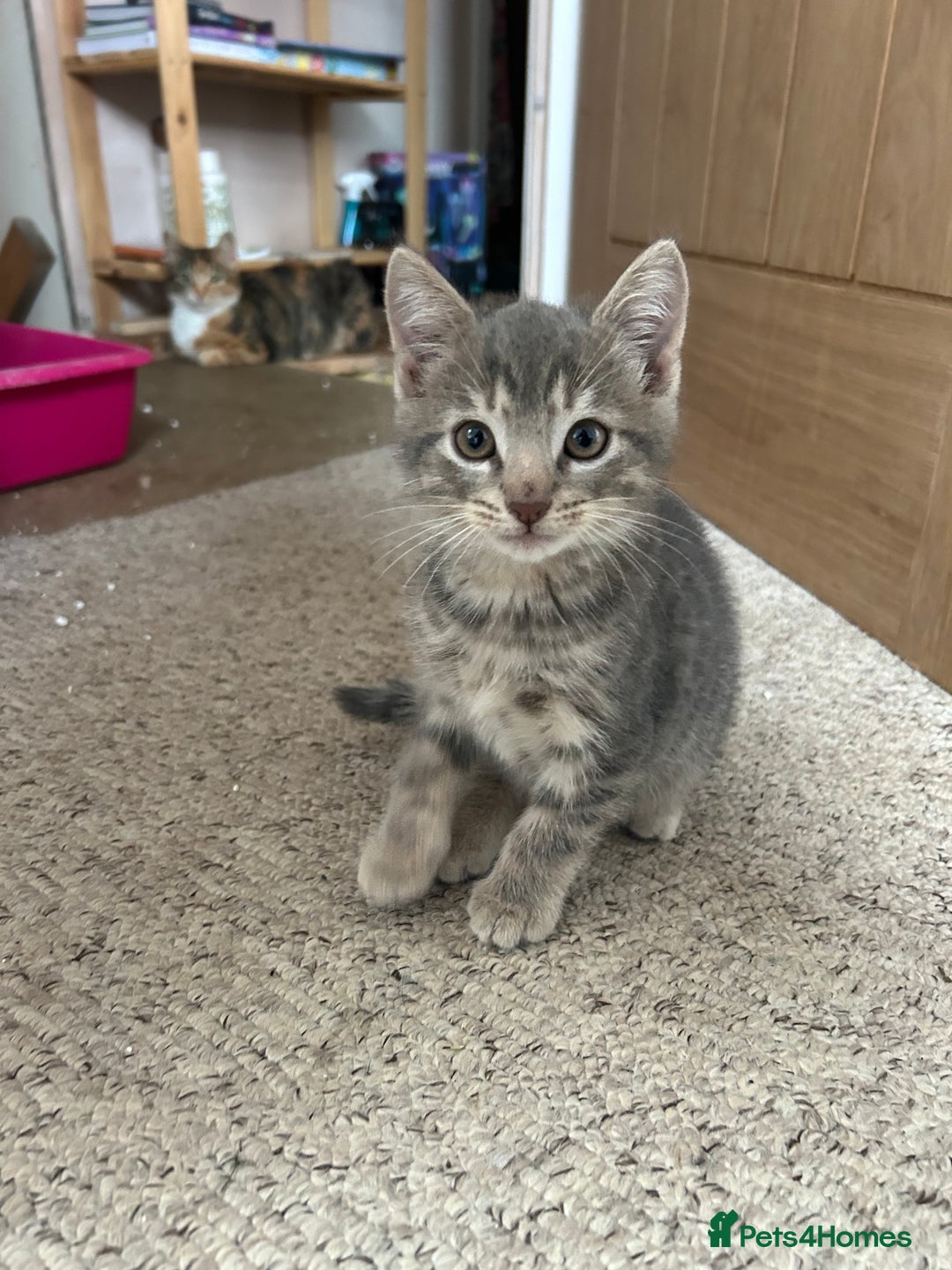 Mixed Breed cats for sale: 4 beautiful and very friendly kittens - Image 6
