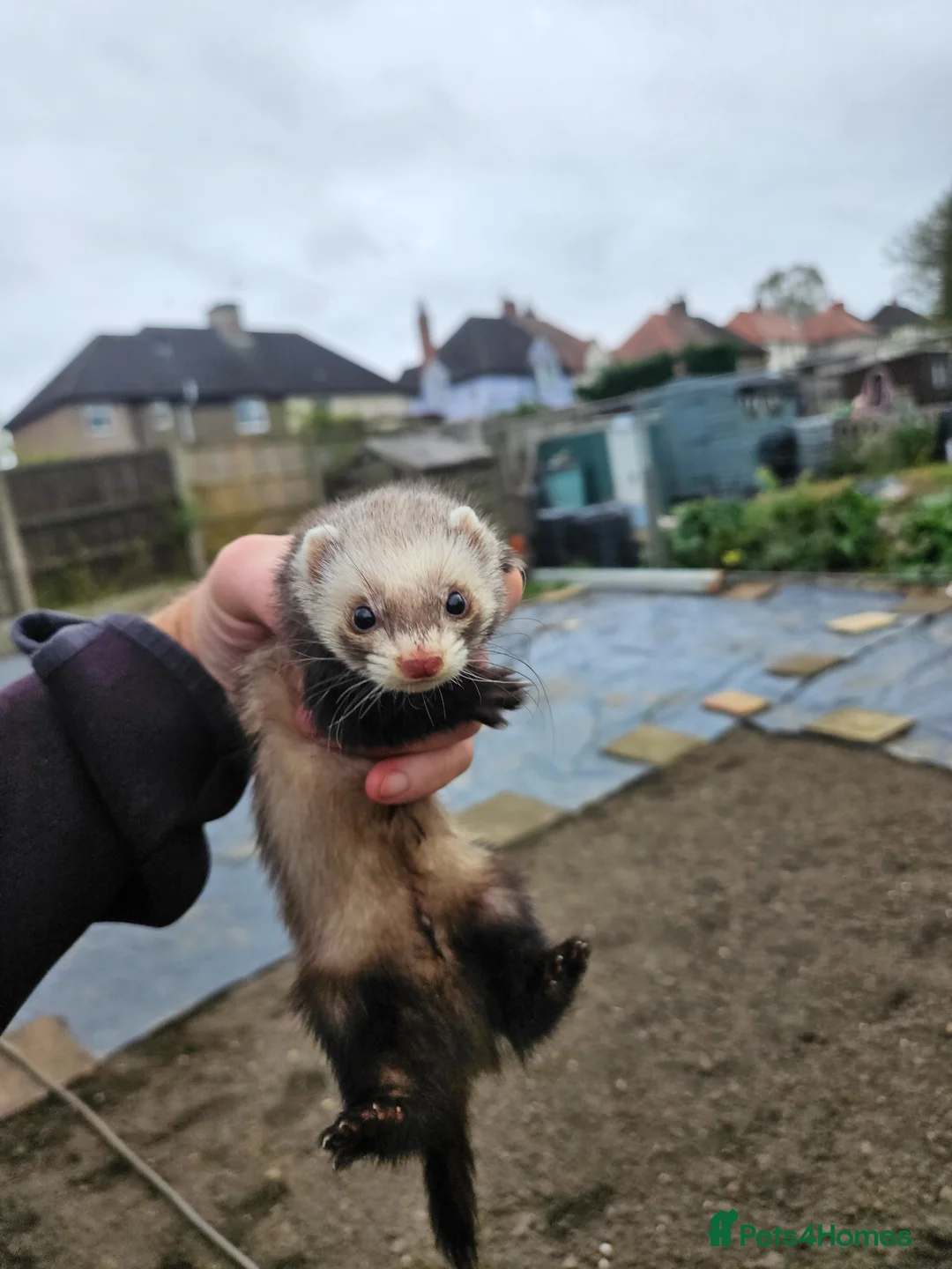 Ferret rodents for sale: Micro hob for stud - Advert 1