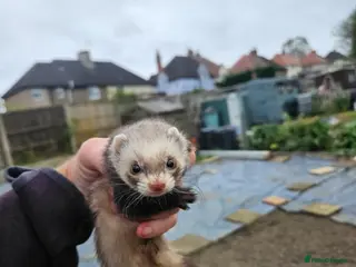 Ferret rodents Micro hob for stud - Advert 6