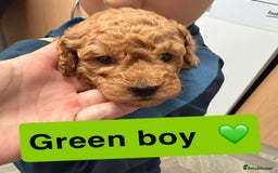 Miniature Poodle dogs for sale: Miniture poodles - READY TO LEAVE!!   - Image 18