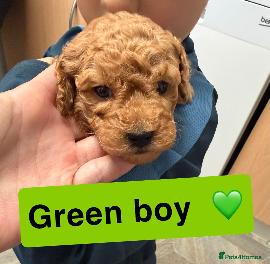 Miniature Poodle dogs for sale: Miniture poodles - READY TO LEAVE!!   - Image 18