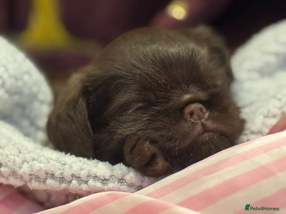 Griffon Bruxellois dogs for sale: Gorgeous Griffon Puppies  - Advert 13