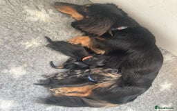 Miniature Dachshund dogs for sale: Adorable Longhaired Miniature Dachshund Puppies - Image 6
