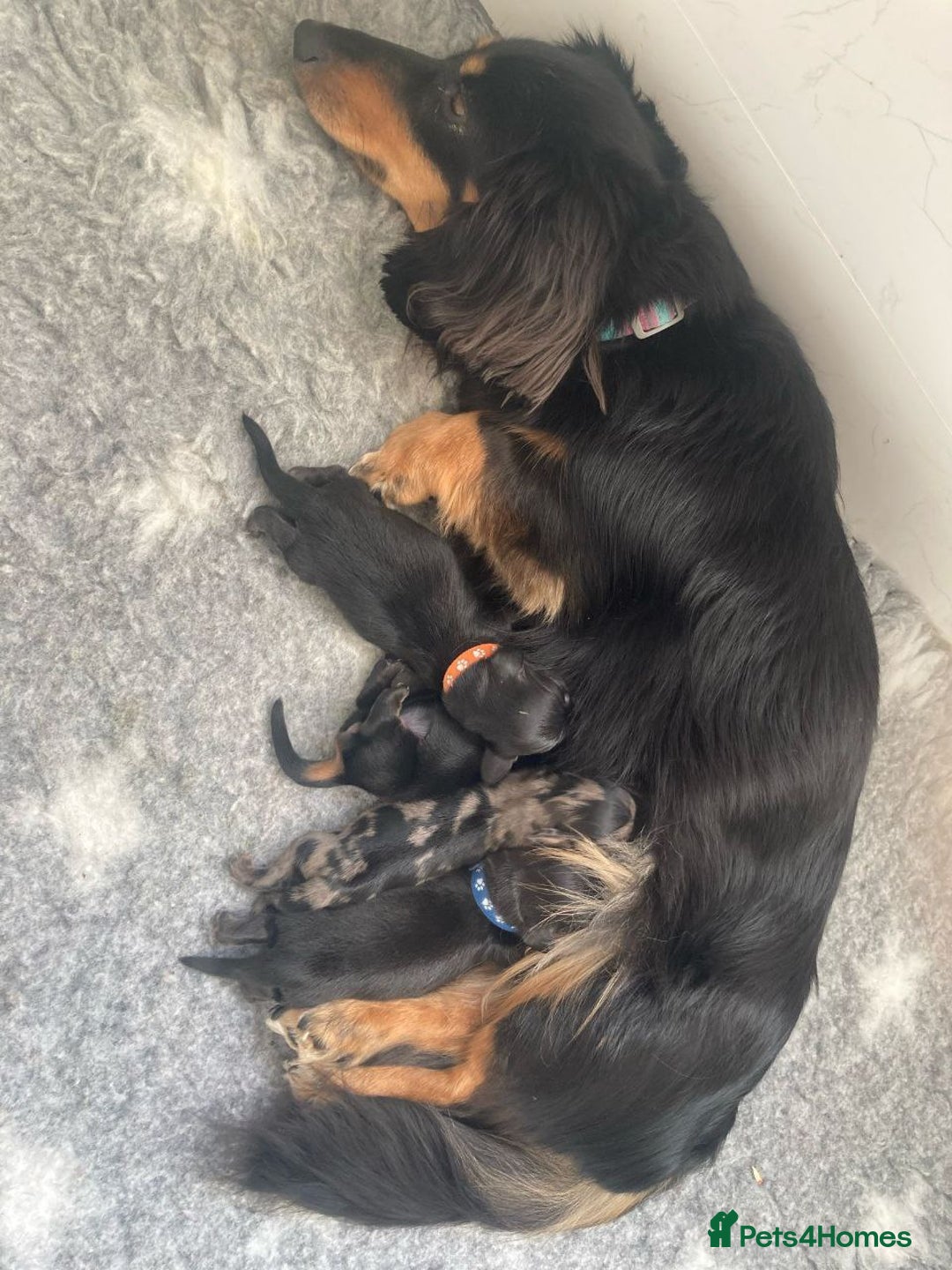Miniature Dachshund dogs for sale: Adorable Longhaired Miniature Dachshund Puppies - Image 6