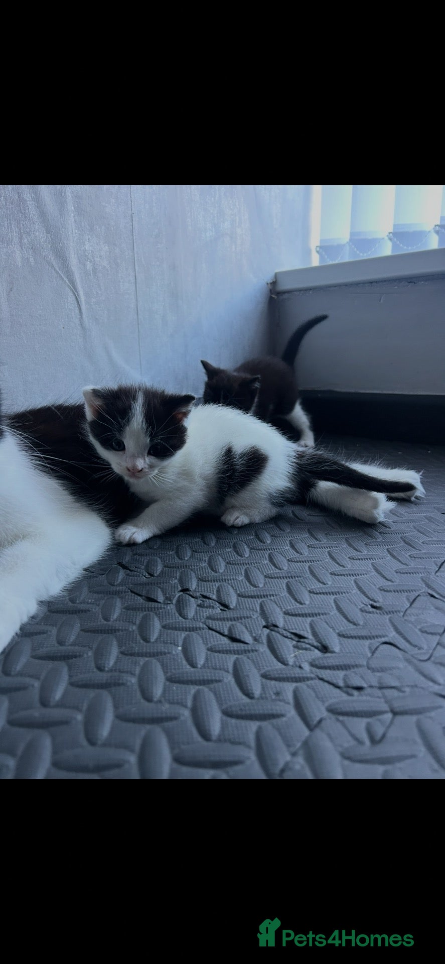 Domestic Shorthair cats Beautiful Black & White Kittens – Very Socialised - Advert 1