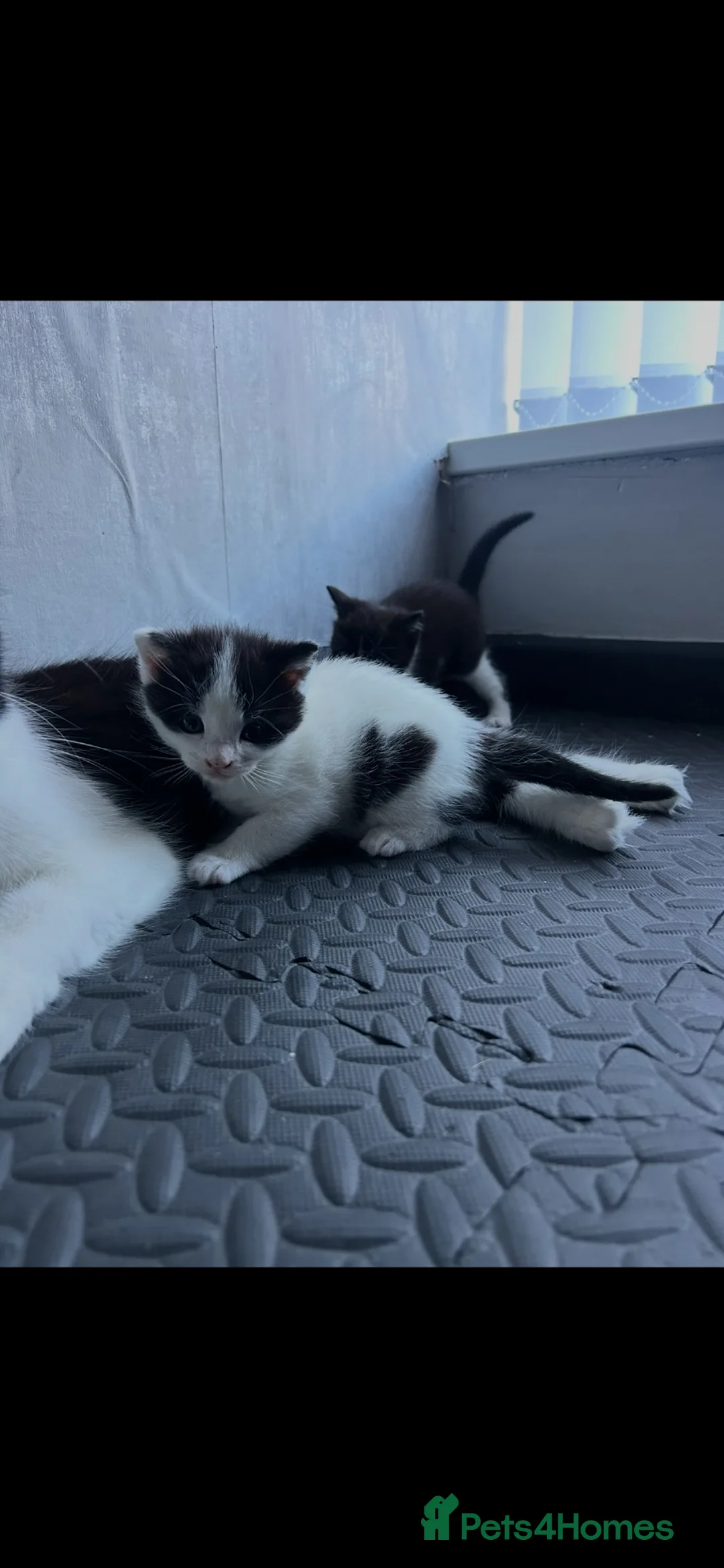 Domestic Shorthair cats for sale: Beautiful Black & White Kittens – Very Socialised - Advert 1