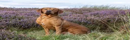 Labrador Retriever dogs for sale: KC FULLY HEALTH TESTED FOX RED LABRADORS  - Advert 7