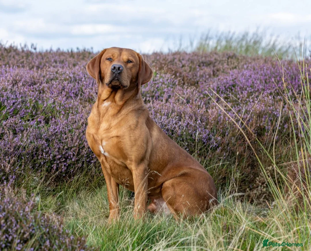 Labrador Retriever dogs for sale: KC FULLY HEALTH TESTED FOX RED LABRADORS  - Advert 7