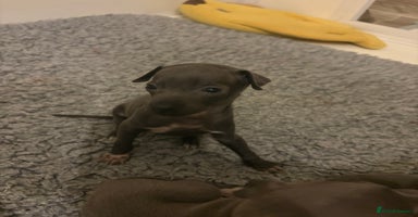 Italian Greyhound dogs - Advert 5