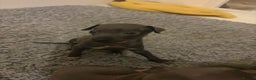 Italian Greyhound dogs for sale: KC Italian Greyhound Puppies  - Advert 4