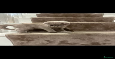 Scottish Fold cats - Advert 11