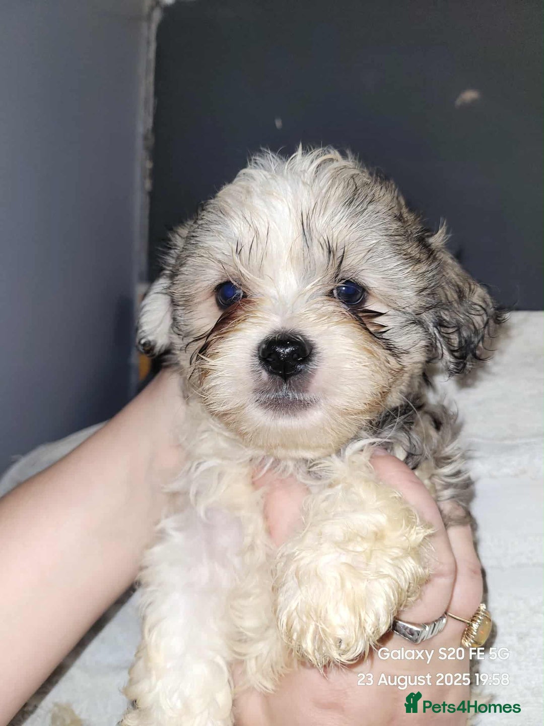 Lhasa Apso dogs for sale: Beautiful lhasa apso  - Image 7