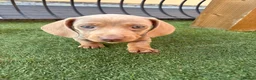 Miniature Dachshund dogs for sale: 3 female minature dachshund puppies  - Advert 5